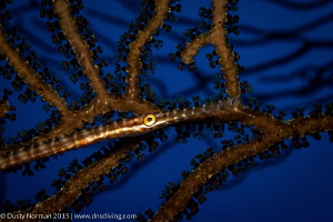"Trumpet Eye"
A Trumpet Fish blends in with a Gorgonian. by Dusty Norman 